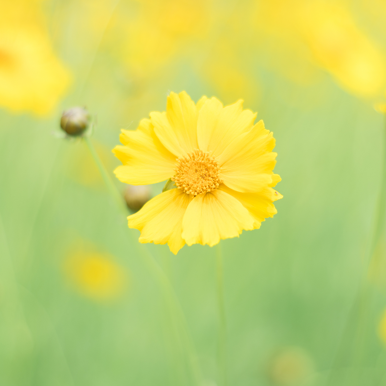 清新景物花朵摄影