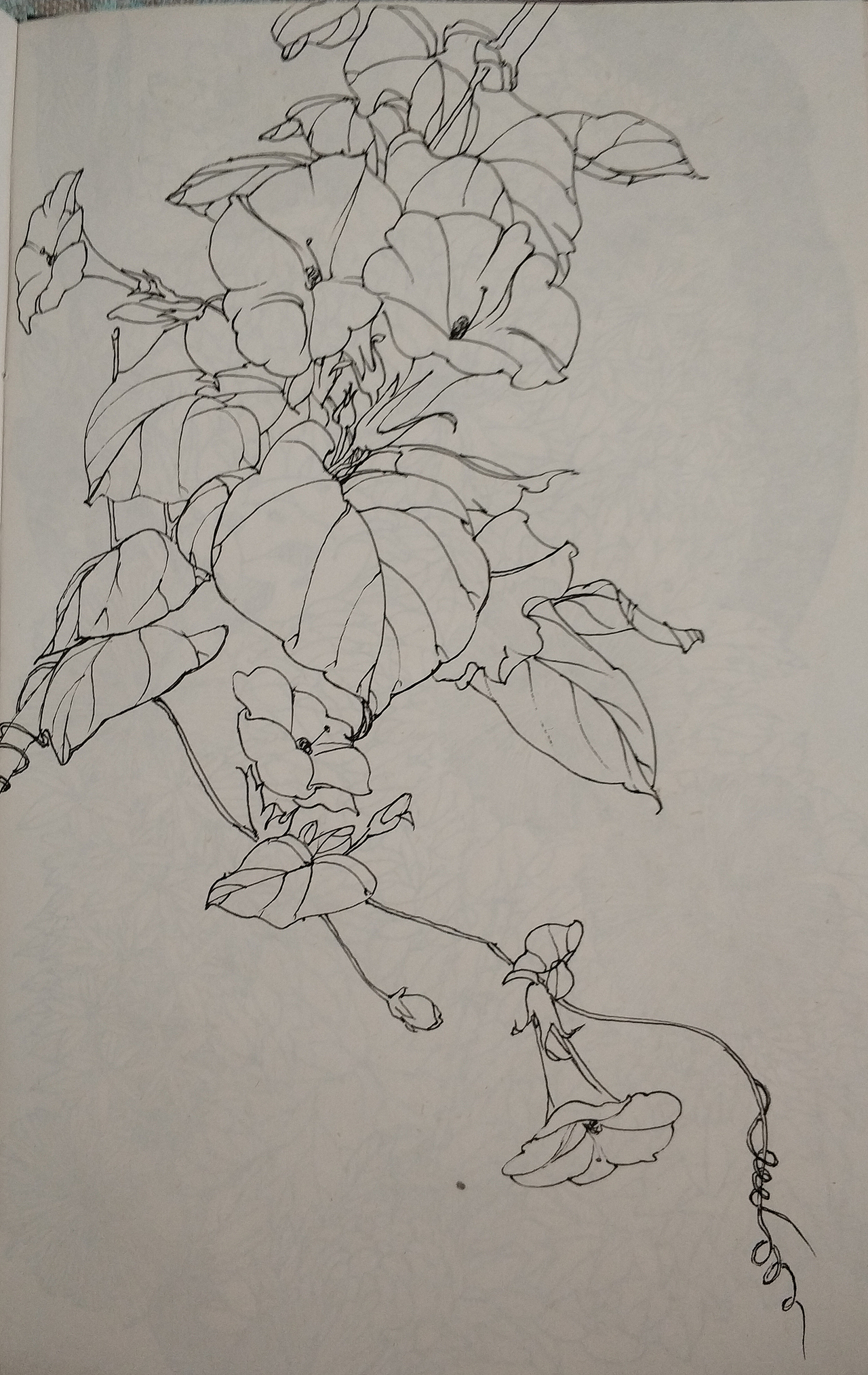 花鸟(写生)手绘小稿