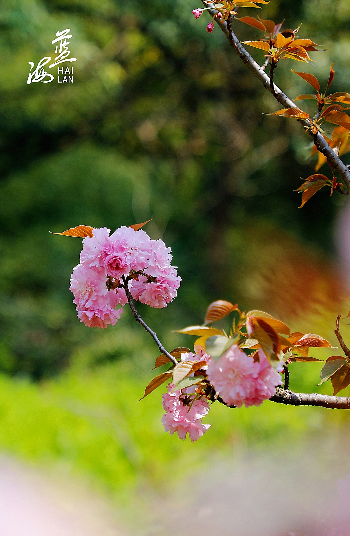疫情终会过去，静候春暖花开（图ZMjk1NjEzMzk2） - 风光摄影 - 站酷设计师Z13172302原创素材 - 站酷ZCOOL