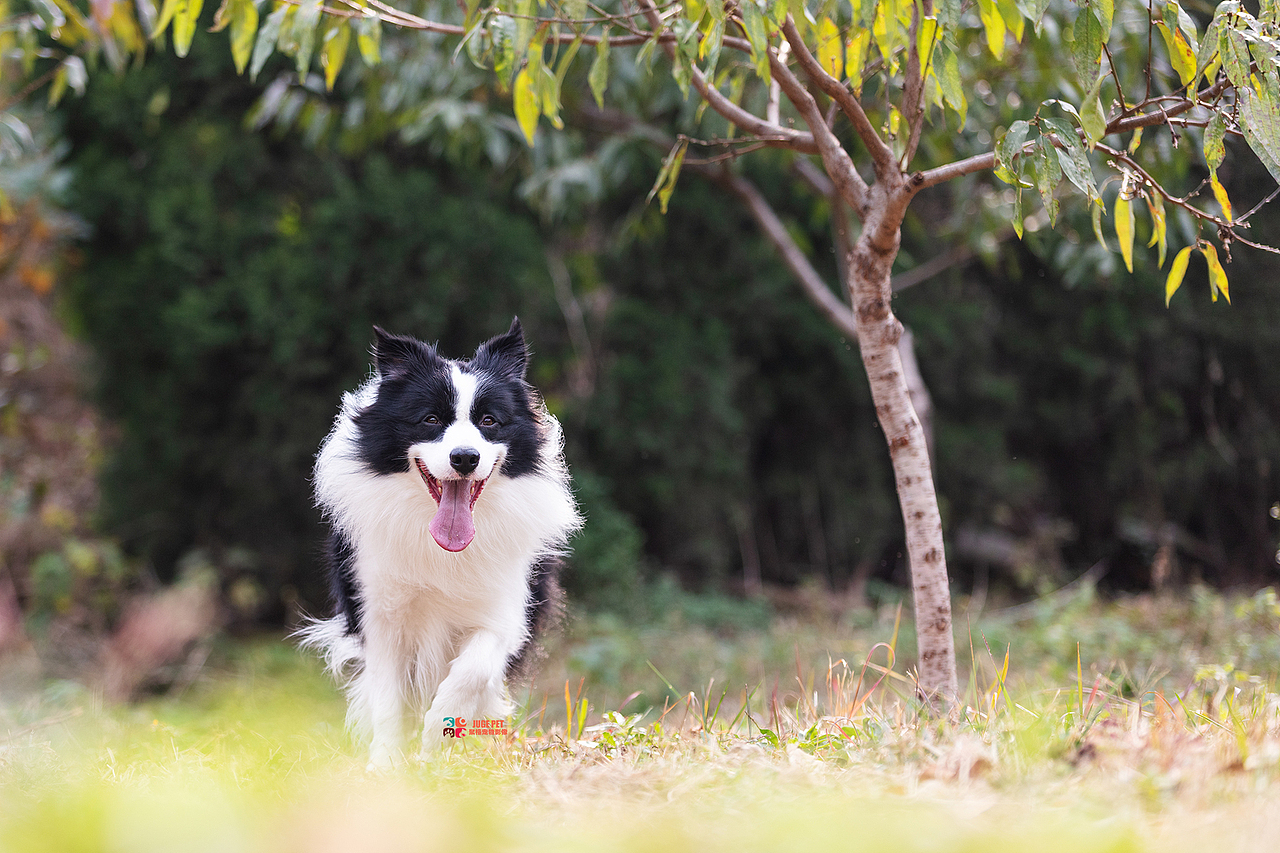 秋季真美|宠物摄影