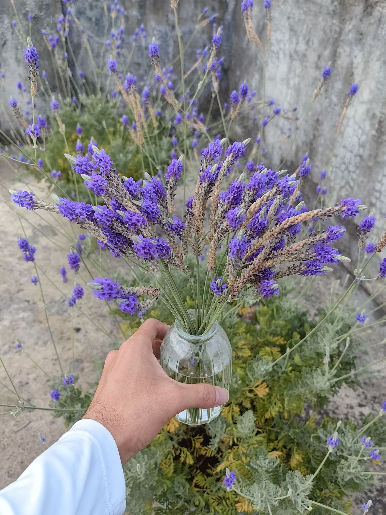 唯美心动小花园#薰衣草（图ZMzU3MjQ5MjY4） - 时尚/艺术摄影 - 站酷设计师雄小白原创素材 - 站酷ZCOOL