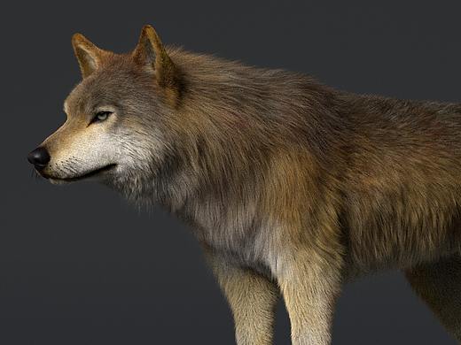 个人作品~一头狼（个人主页-ZNTUyMzg3ODA=） - 人物/生物 - 站酷设计师暮光动画原创素材 - 站酷ZCOOL