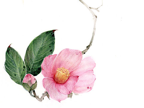 水彩作品——水彩小清新，水彩花卉