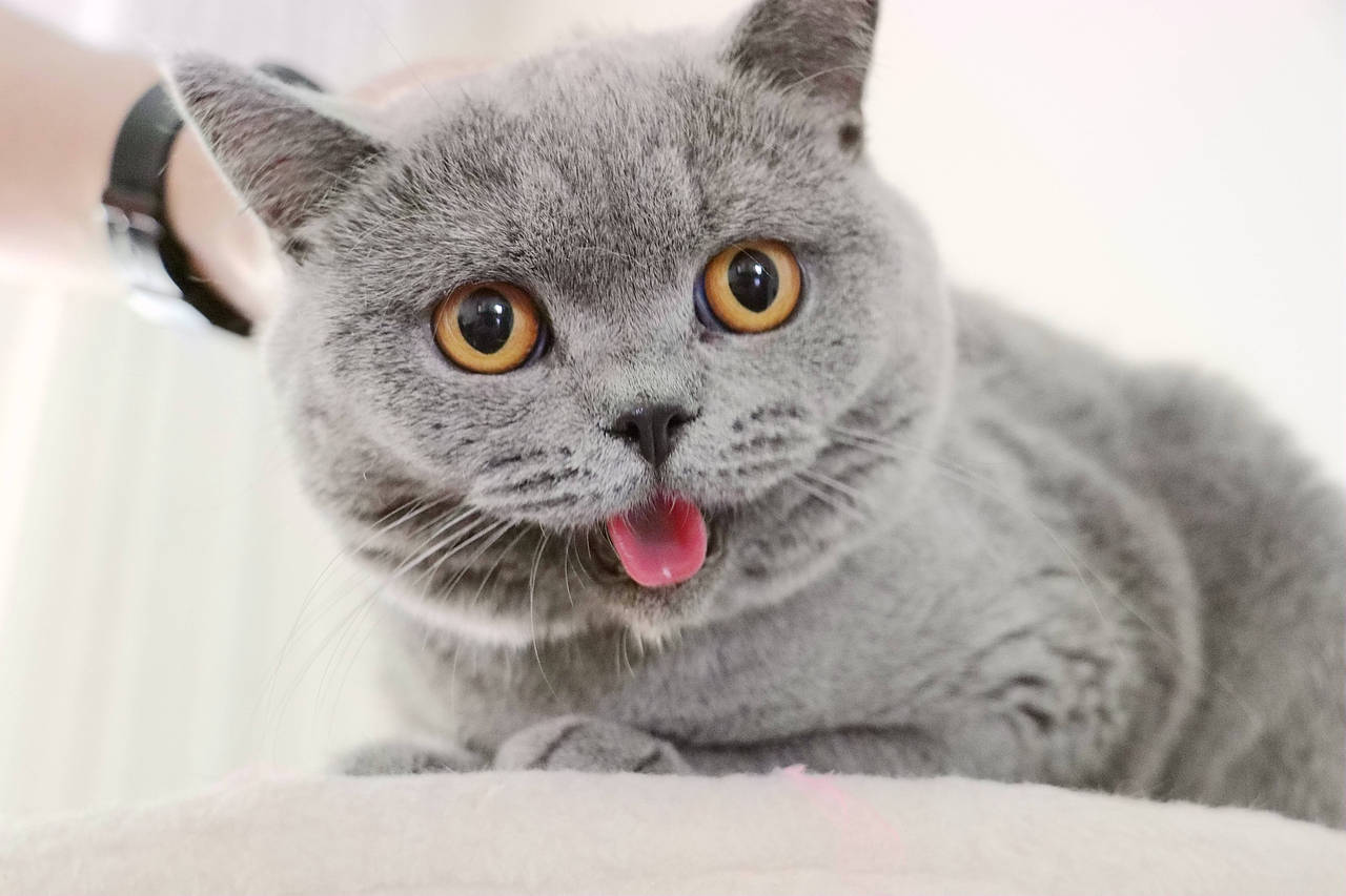 种猫-MM-纯蓝色-冬梅-英国短毛猫|沐米猫舍