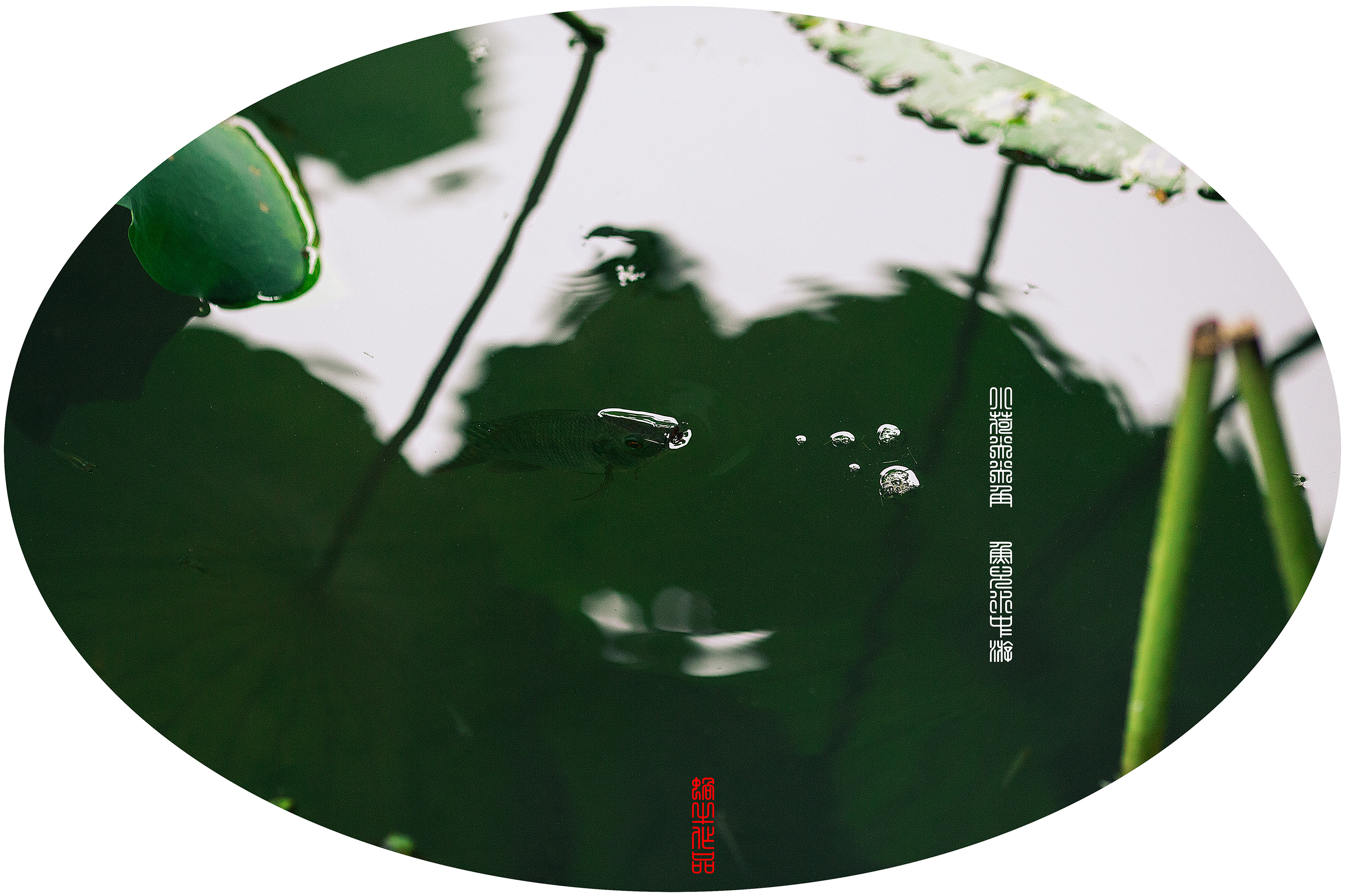 鱼儿水中游简谱_洪啸陶笛官网 陶笛伴奏下载 陶笛伴奏 七只小乌鸦(2)