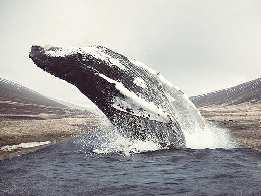 動物場景合成（個人主頁-ZMjYzNzMwODA=） - 海報 - 站酷設(shè)計師easonaslan原創(chuàng)素材 - 站酷ZCOOL