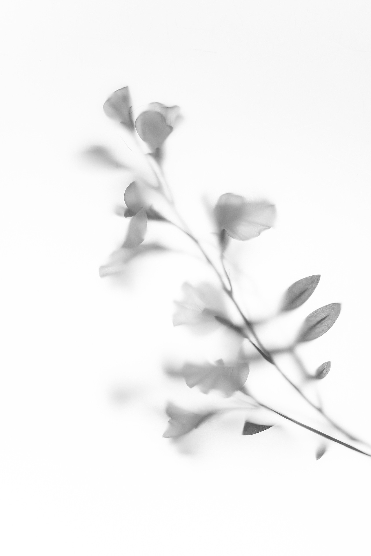 花卉-黑白（图ZMTcxMTIyNzgw） - 产品摄影 - 站酷设计师1874HAHA原创素材 - 站酷ZCOOL
