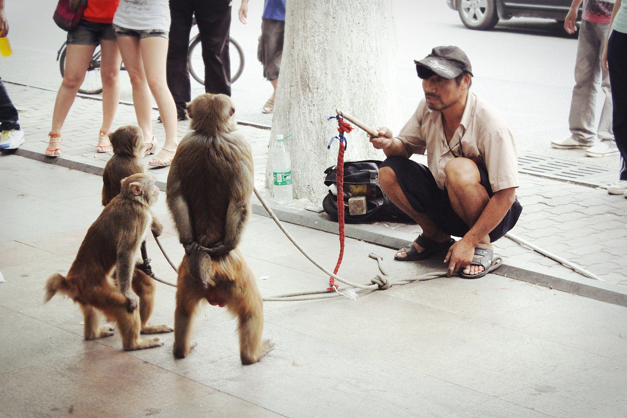 耍猴者为了自己能挣钱,让猴子们不断表演着滑稽的闹剧.