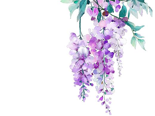 紫藤花（水彩）