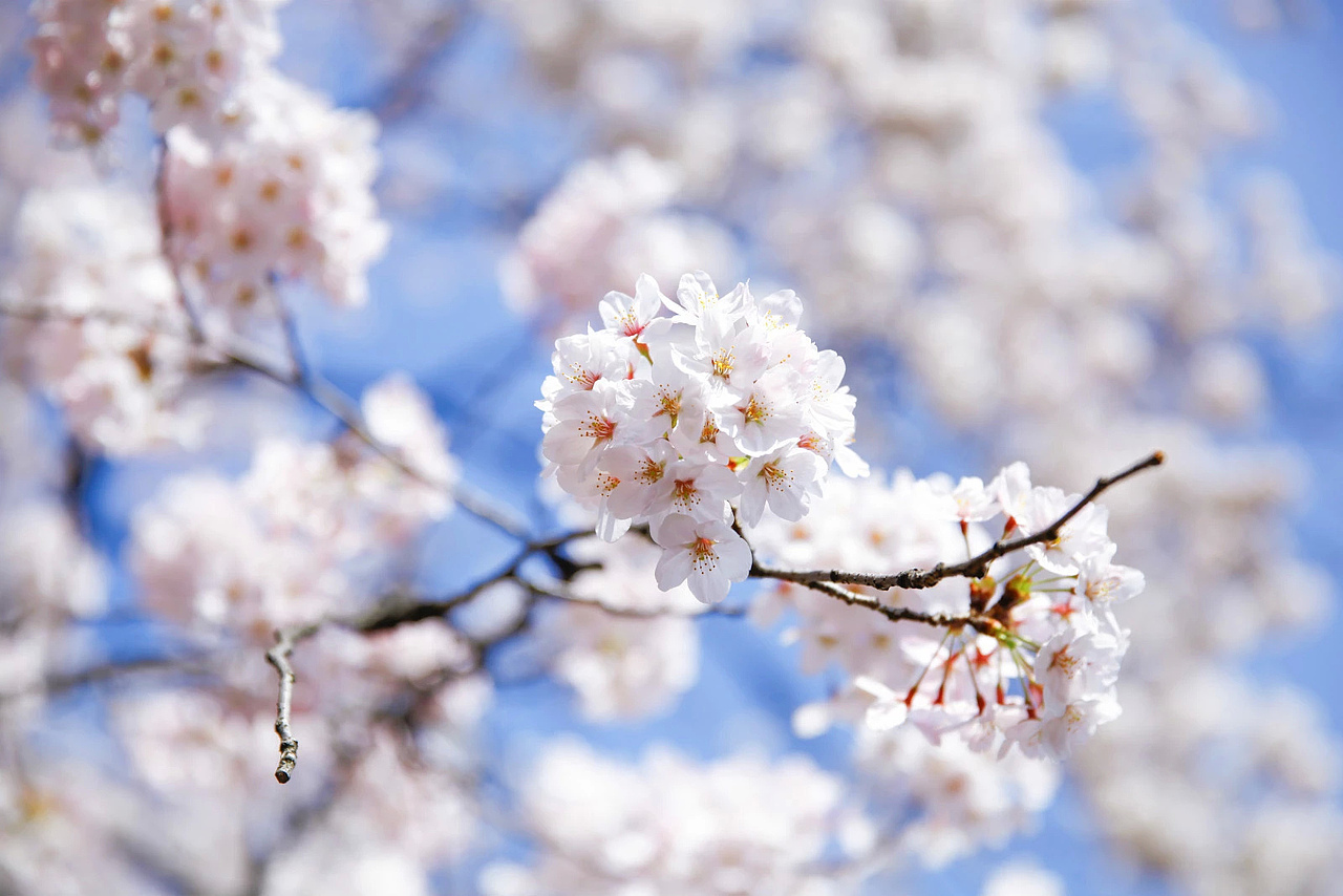 一生总要感受一次樱花时节的霓虹
