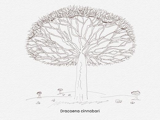 Dracaena cinnabari 