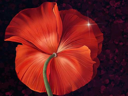 百合，罂粟 花卉插画练习（个人主页-ZNDkxOTc4NTI=） - 创作习作 - 站酷设计师FridaLv原创素材 - 站酷ZCOOL