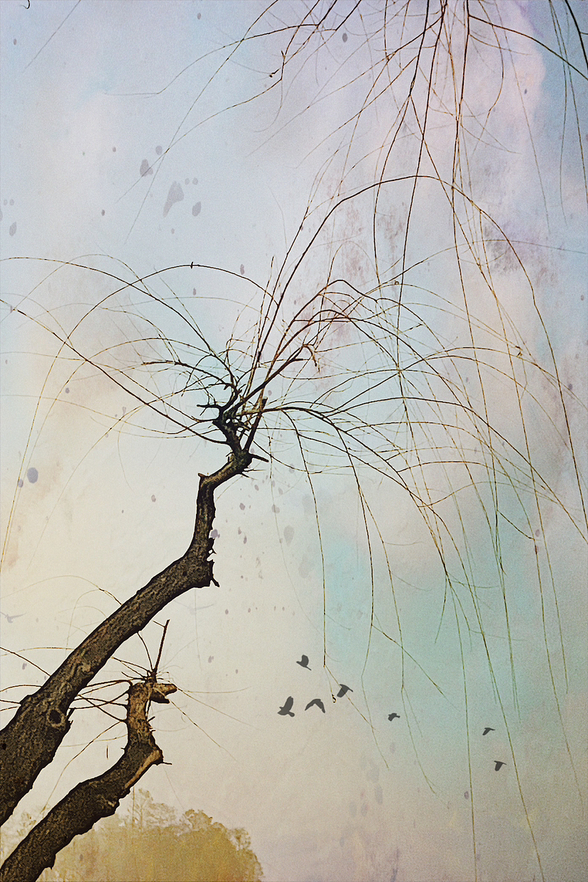 柳条～（图ZMzI5NDQxNzg4） - 风光摄影 - 站酷设计师马丁的老相机原创素材 - 站酷ZCOOL