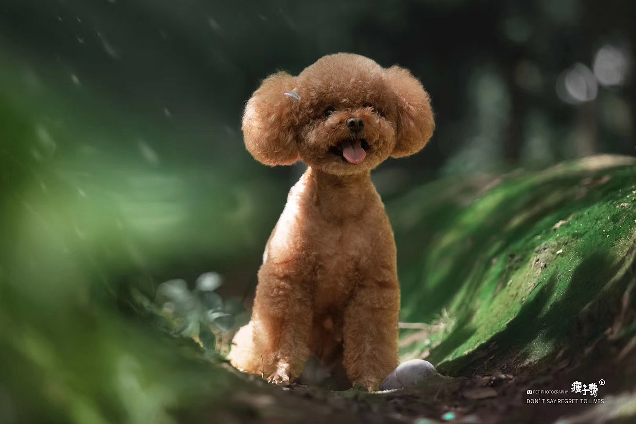 「兰州站」泰迪