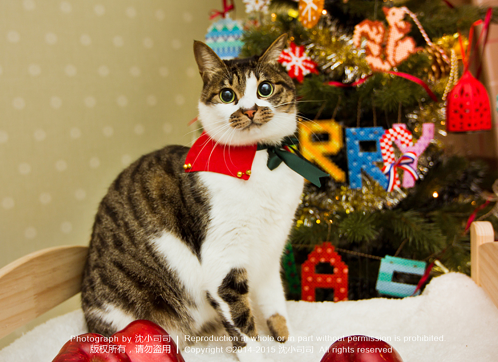 圣诞喵~（第二波）（图ZMjMxMDgzODQ=） - 宠物摄影 - 站酷设计师司司Yokey原创素材 - 站酷ZCOOL