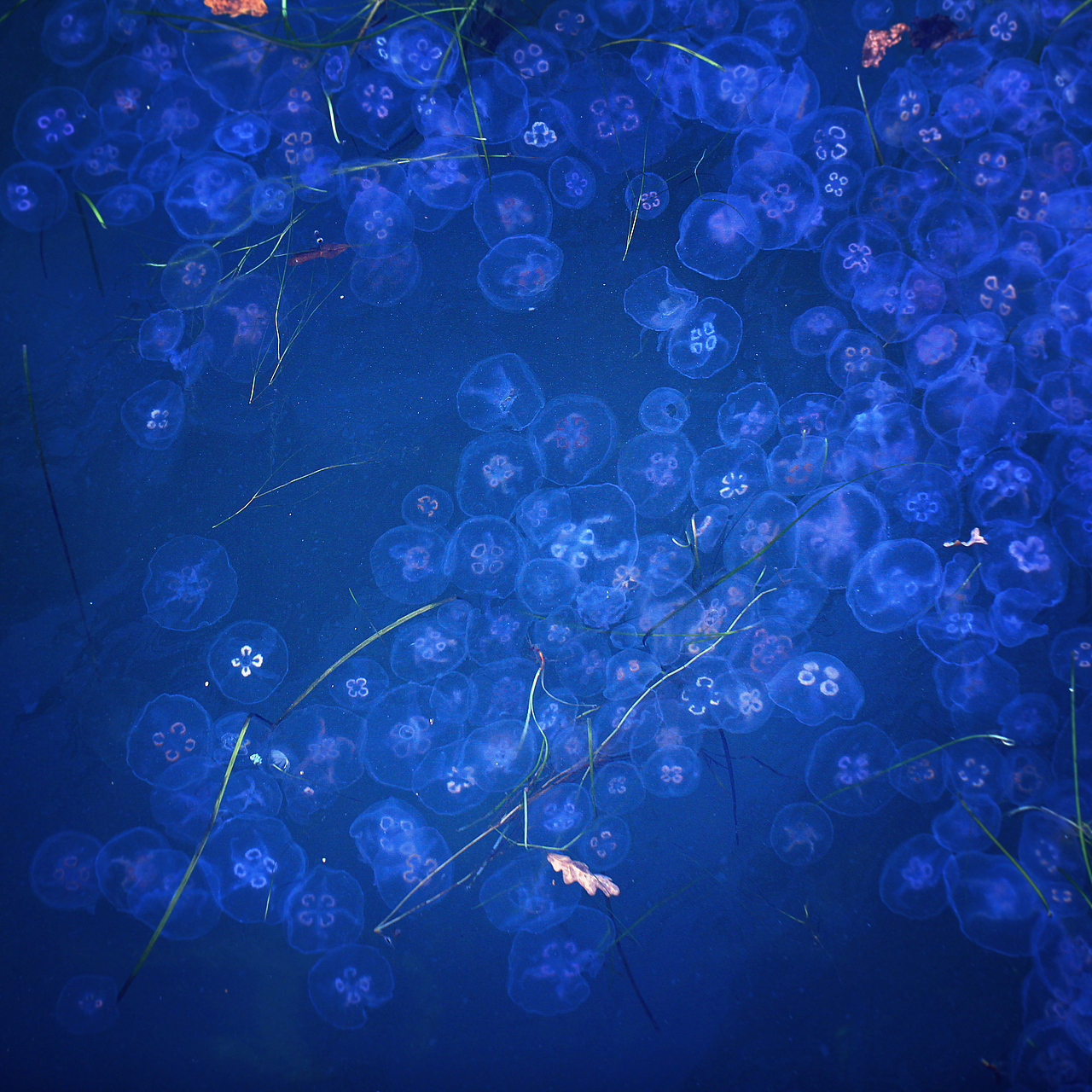 如梦境般的水母。（图ZMTI4NDEwMDQ=） - 风光摄影 - 站酷设计师文静林林原创素材 - 站酷ZCOOL