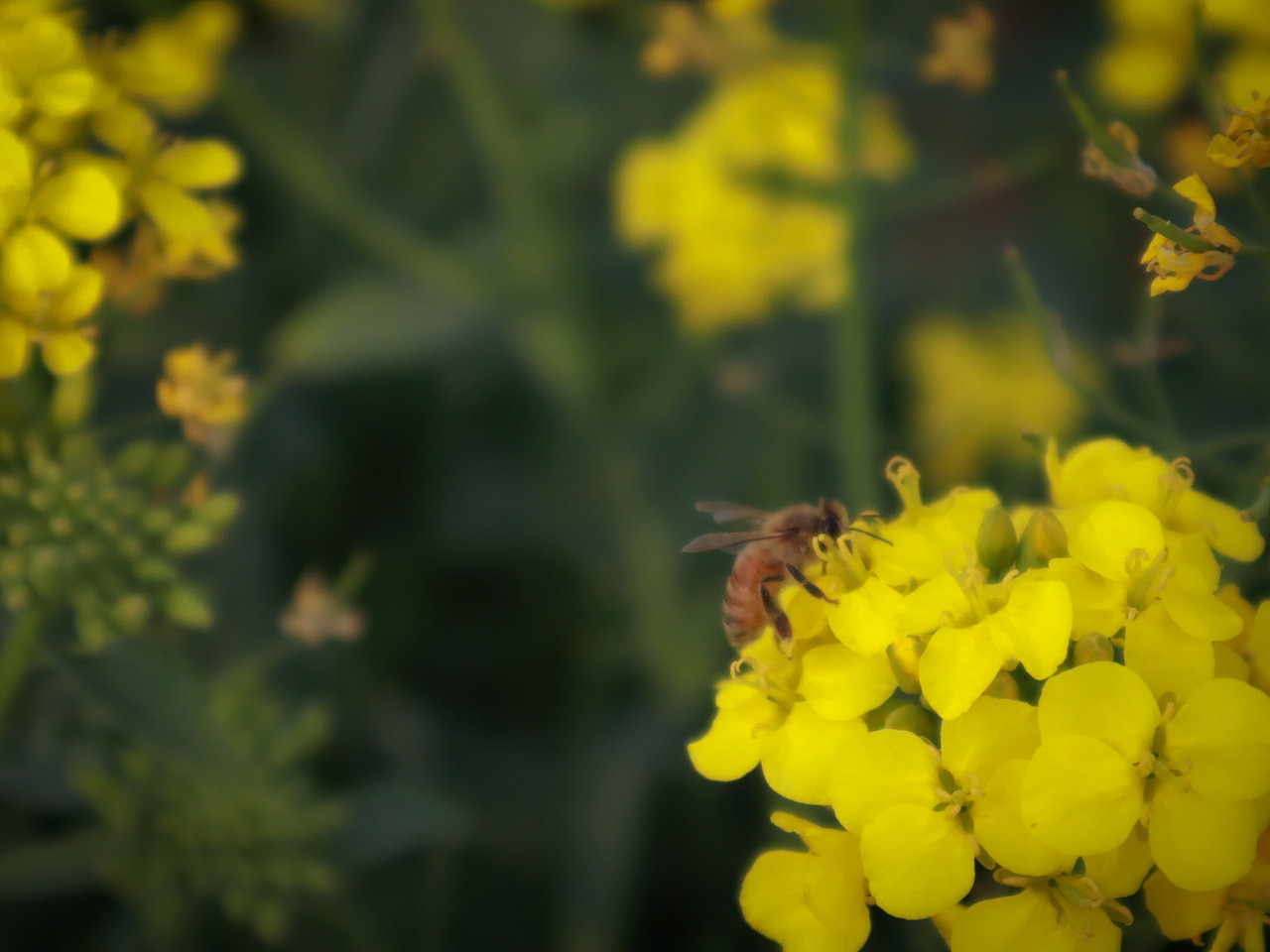 共赴一场繁花似锦