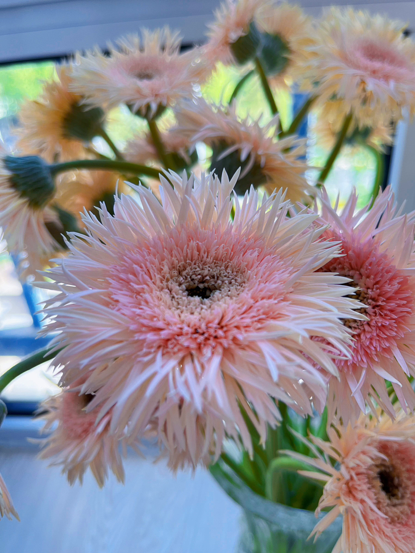 拉丝菊真的好好看