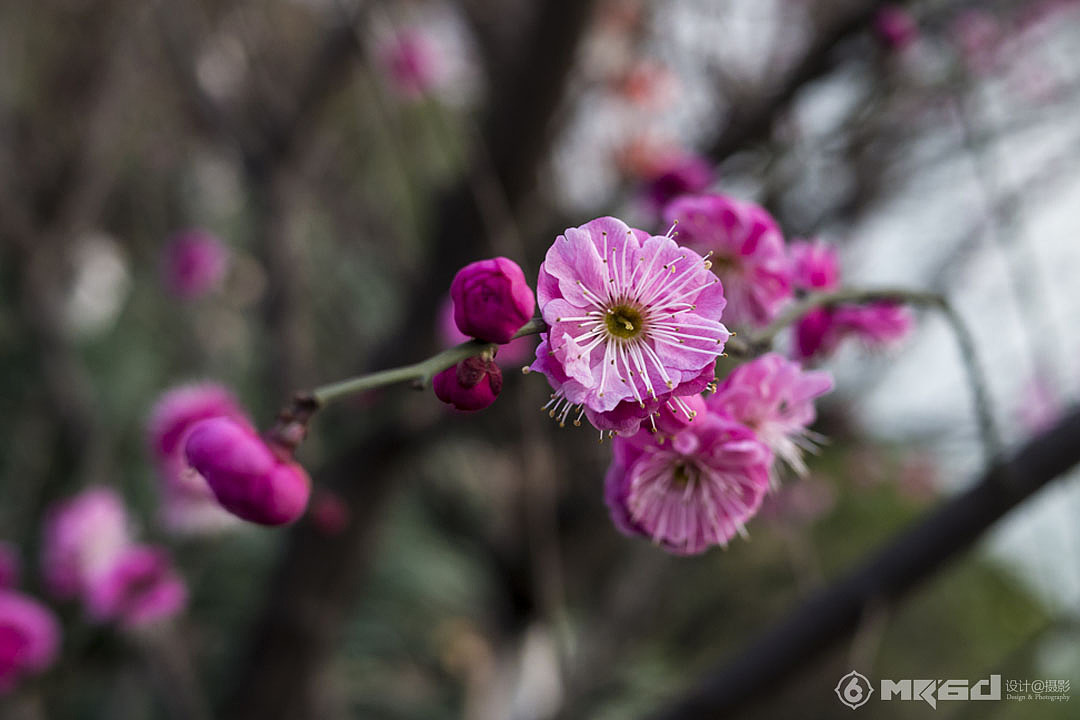 立春了,花开了~