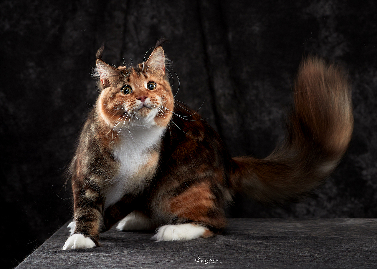 缅因猫mainecooncat