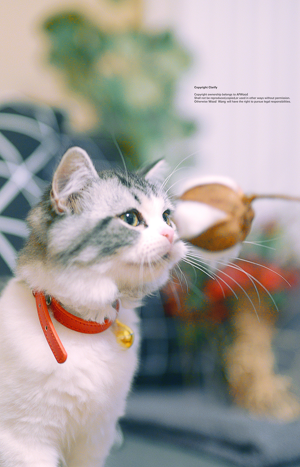 猫父子新生活（图ZODk0OTMyNDg=） - 宠物摄影 - 站酷设计师AF木头先生原创素材 - 站酷ZCOOL