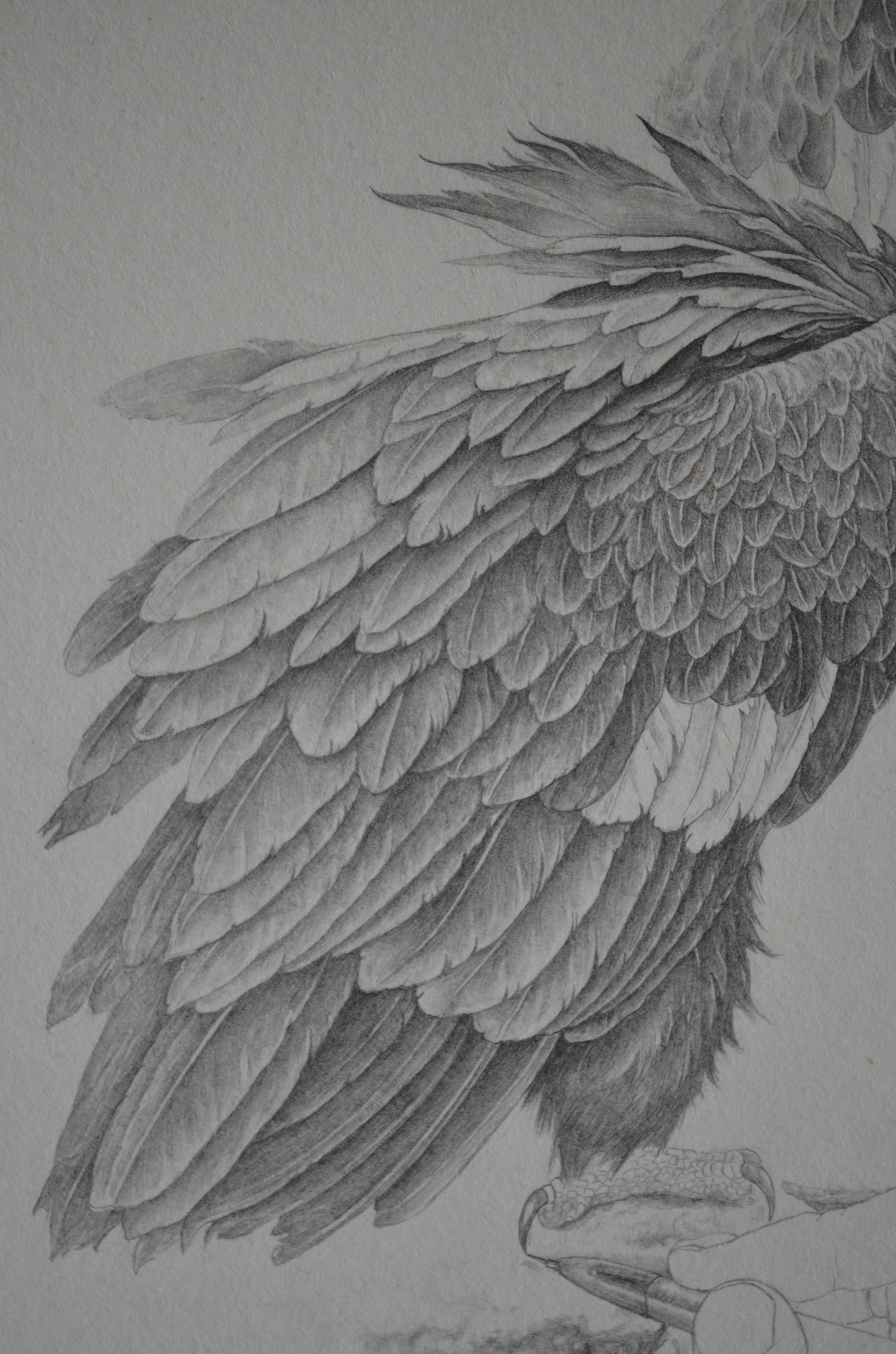 素描作品老鹰灰影