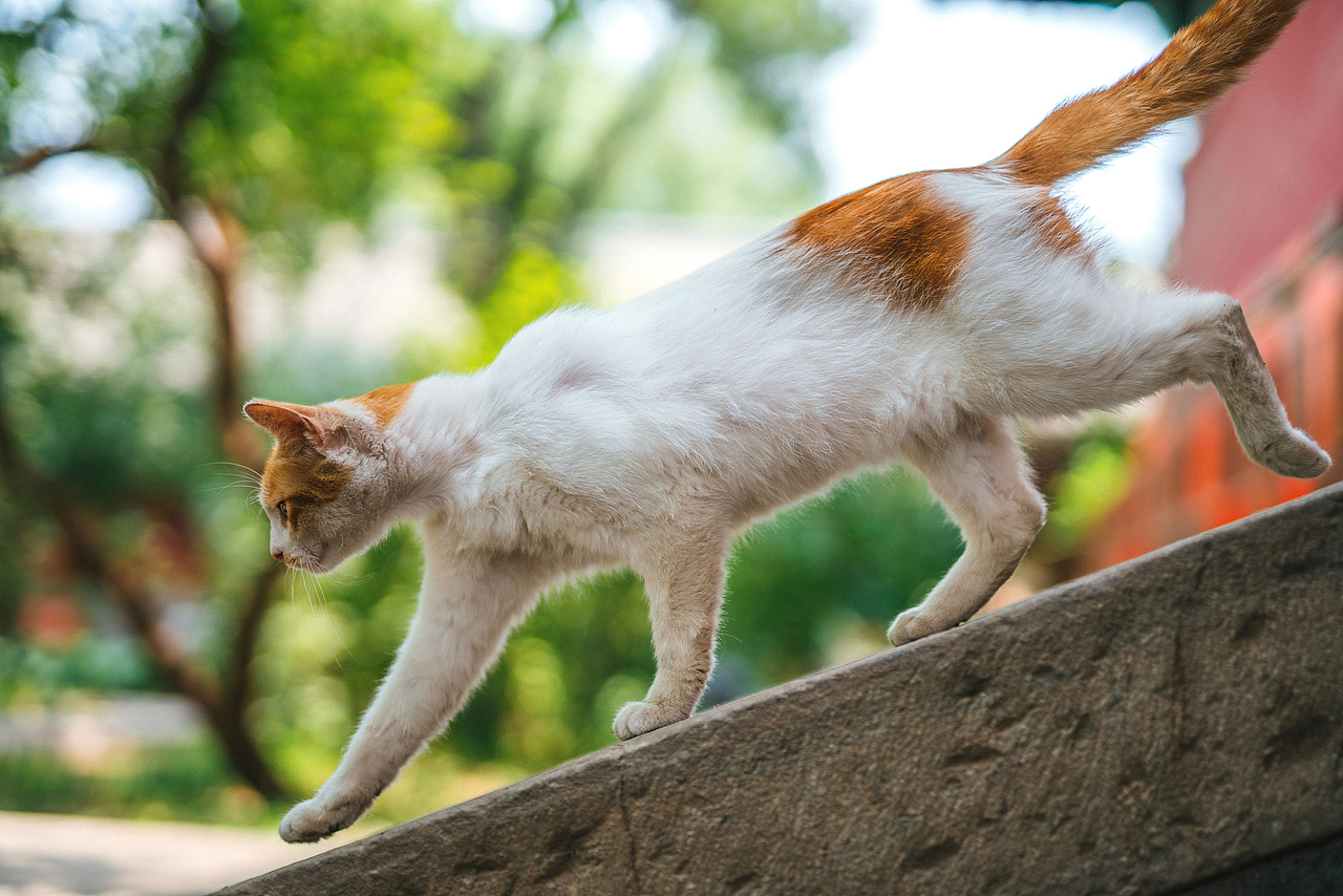 Farewell 2018【克查原创作品30】（图ZMTQwMTY0NjUy） - 宠物摄影 - 站酷设计师克查原创素材 - 站酷ZCOOL