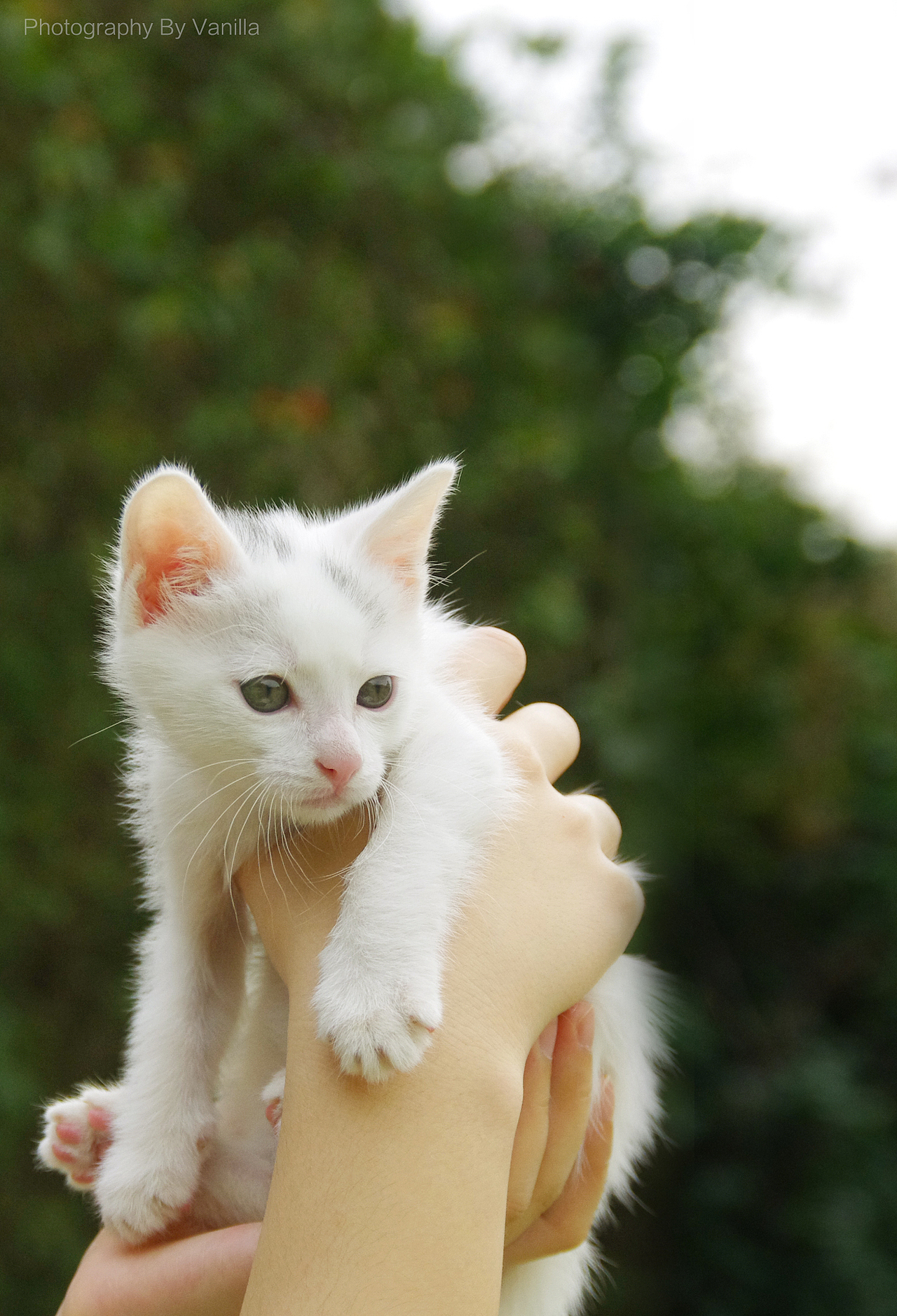 家有喵星人之叫兽篇（图ZMTQzOTc1OTY=） - 宠物摄影 - 站酷设计师挖泥啦原创素材 - 站酷ZCOOL