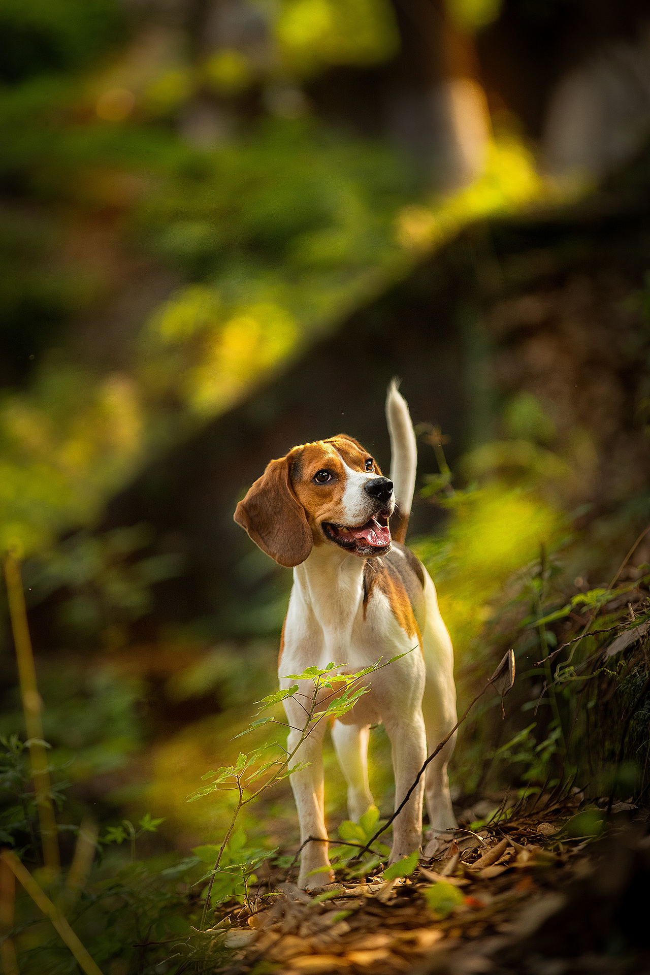 布约二筒摄影—夕阳下的猎犬