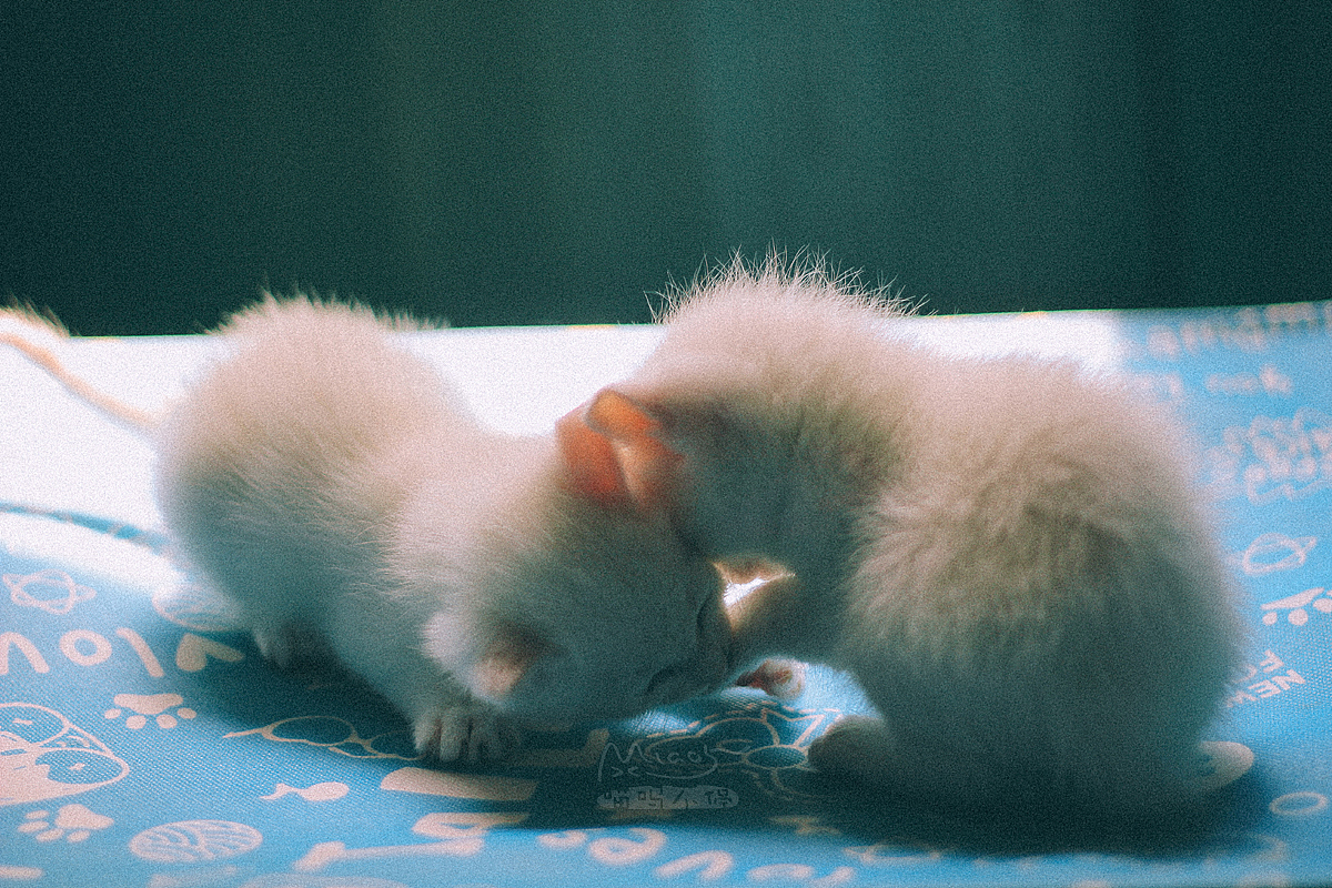 那年初夏,我让一窝雪白小妖精给着了魔