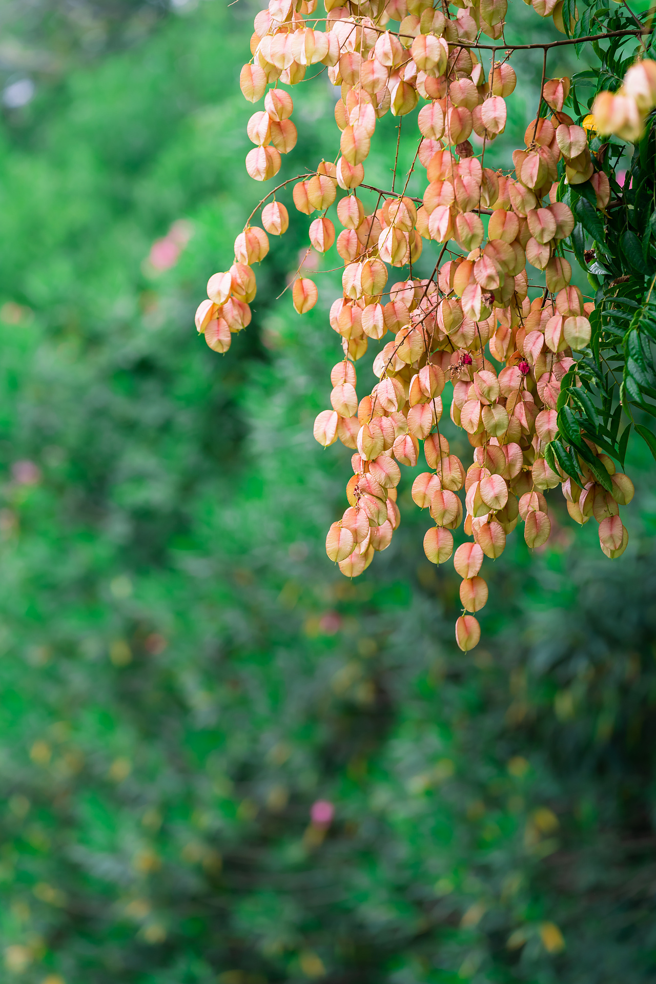 栾树|摄影|风光摄影|诗说江南 - 原创作品 - 站酷 (zcool)