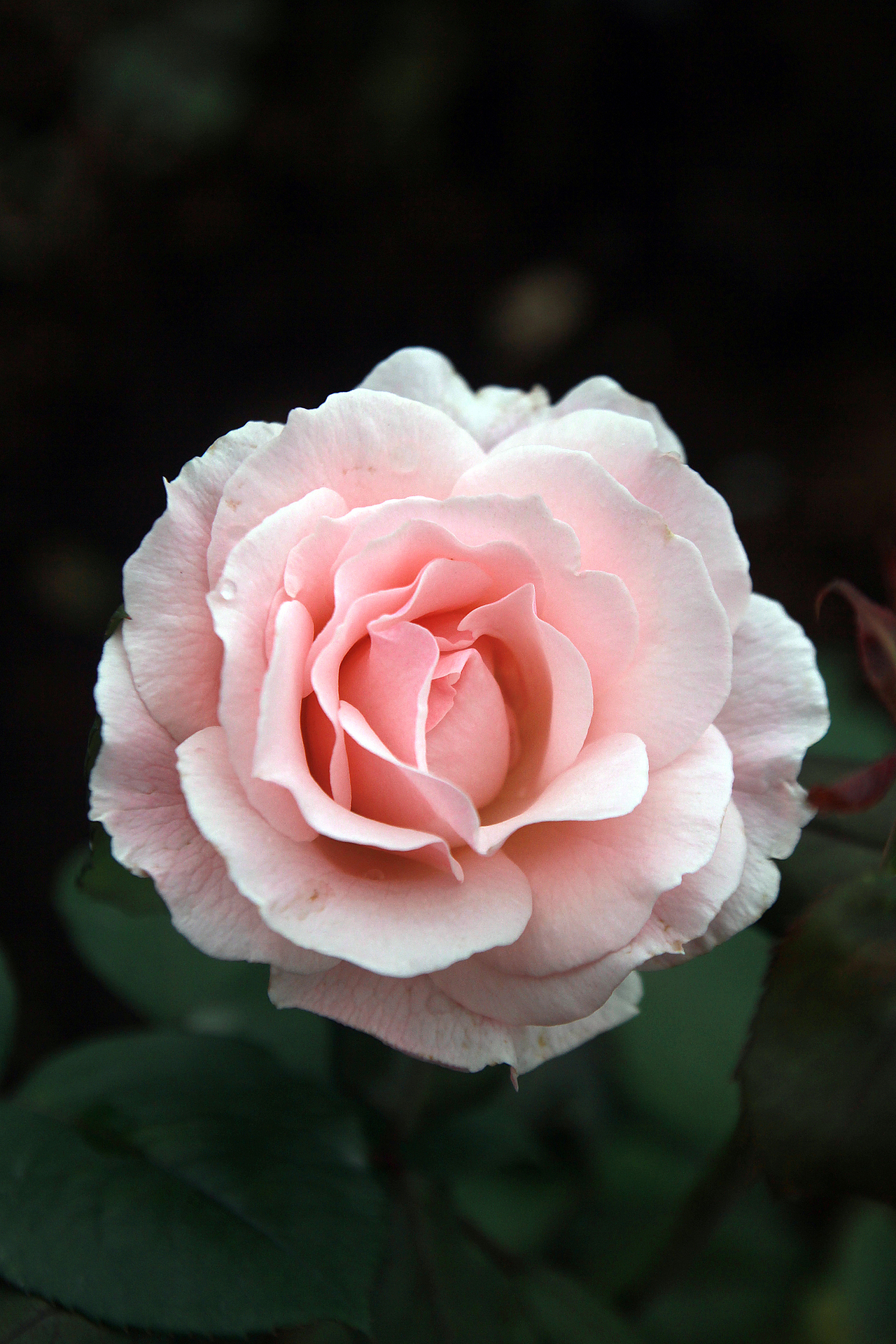 玫瑰花的中间地带很像女人的阴户有没有