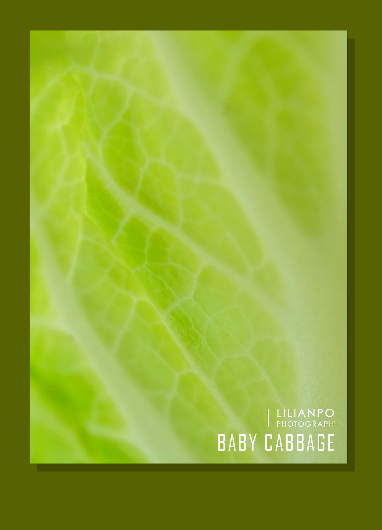 天生就叫baby，白菜中的优雅小清新（图ZMTQ0MTM1MjQ4） - 产品摄影 - 站酷设计师LILIANPO原创素材 - 站酷ZCOOL