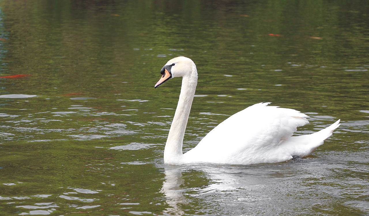 动物园一游～拍摄技术还得不断提高～现菜鸟一枚[z欢呼（图ZMTEwMDMzNjAw） - 人像摄影 - 站酷设计师卤肉明原创素材 - 站酷ZCOOL