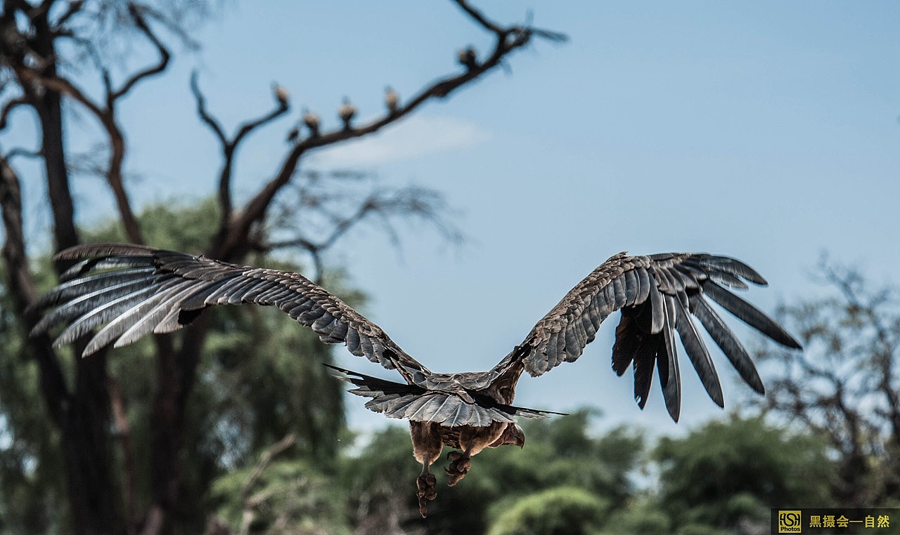 肉垂秃鹫背部羽毛黑色和褐色间杂,尾楔型,腹部长有大量白色绒羽,使它们看上去像一个领系餐巾、衣衫不整的嬉皮士。说起它们的行为,人们常用两个字形容——“贪婪”。原来,肉垂秃鹫非常霸道,不论是不是它们先发现的尸体,在争斗中它们总是占上风。如果其他秃鹫不肯让出尸体,它们就会用武力驱赶。肉垂秃鹫取食时也有严格的顺序,总是个体大、身体强的秃鹫先进食。进食时,它们原来粉红色的脸和颈因兴奋会渐渐变成红色,极度兴奋时甚至可以变成紫红色。可笑的是,霸道的肉垂秃鹫在鬣狗来夺食时,却不敢出声地乖乖退到一旁,等待着吃一点“残羹剩饭”。