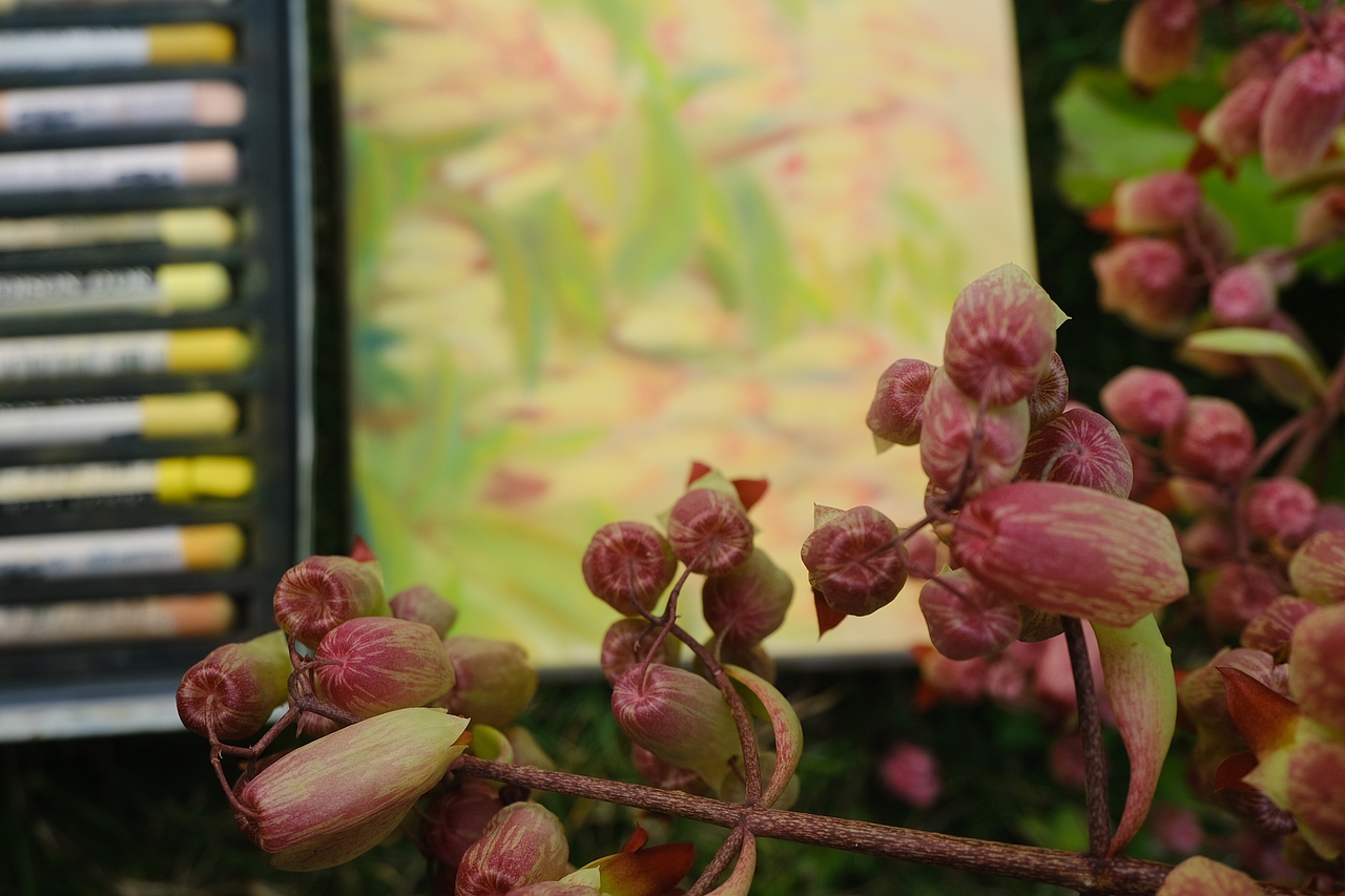 公园一角的落地生根花（图ZMzAxODk5ODE2） - 艺术插画 - 站酷设计师旦花野原创素材 - 站酷ZCOOL