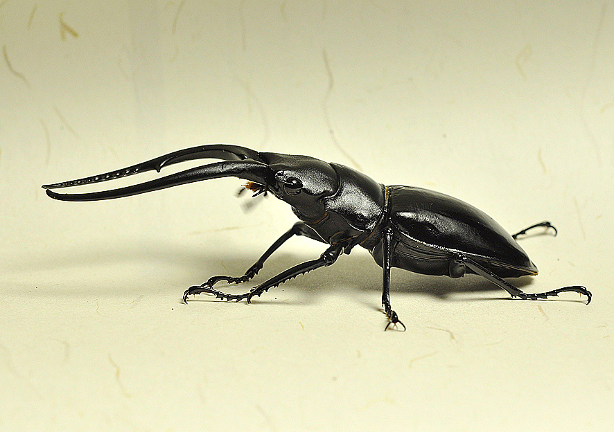 孔夫子锹甲(公)  分布:中国