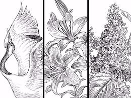 钢笔画