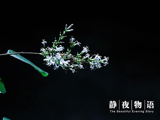 静夜物语（个人主页-ZMjY5MDg1NDQ=） - 产品摄影 - 站酷设计师青天目原创素材 - 站酷ZCOOL
