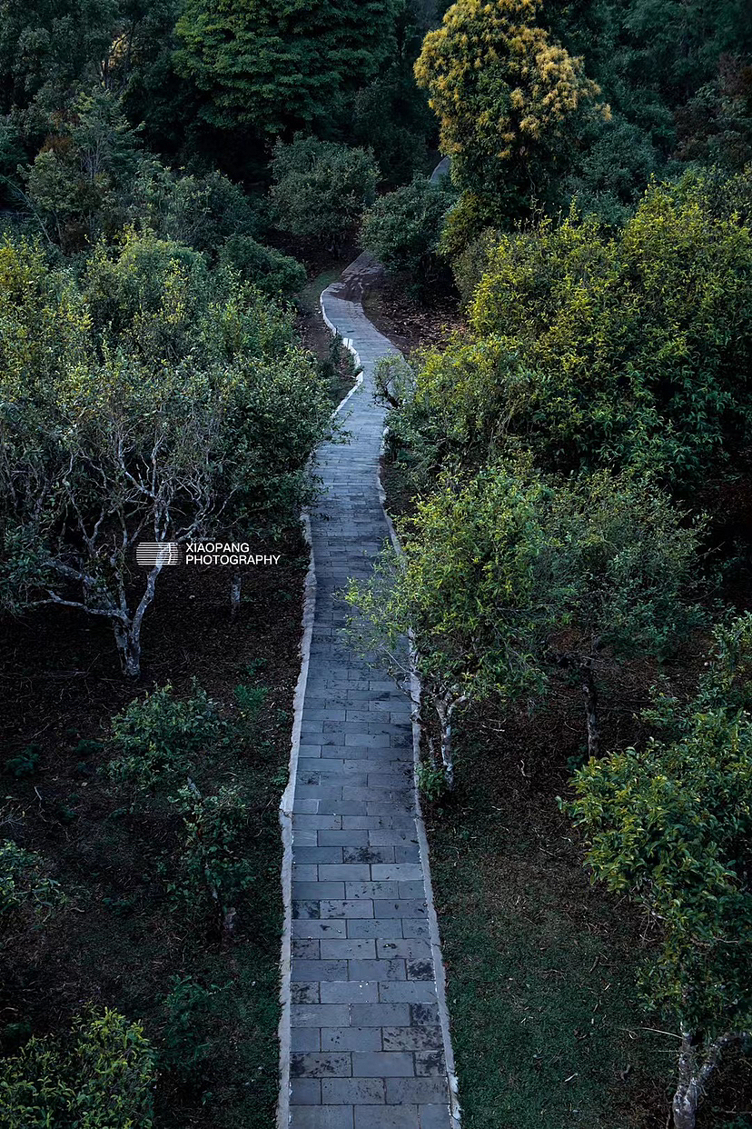 叁月视觉|贺开古茶园|勐海生物多样性