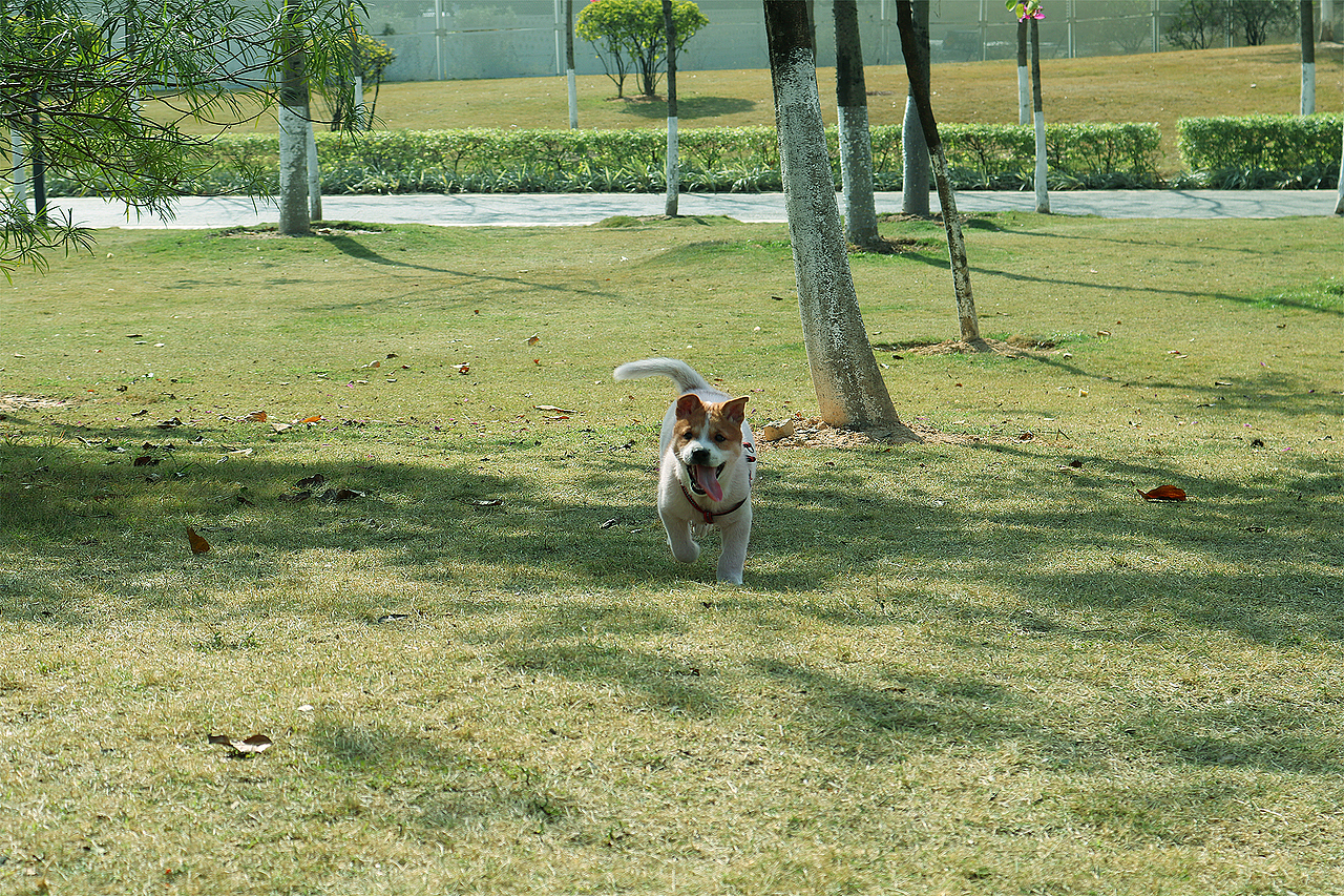 周末没事去白云湖玩下摄影