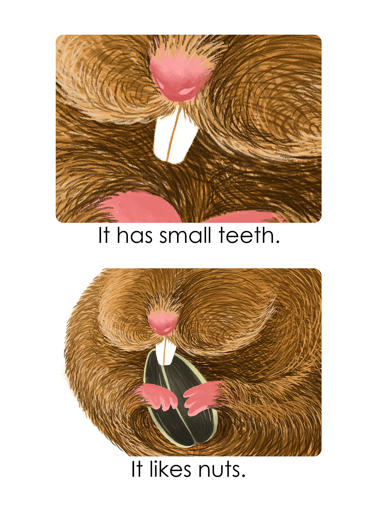 小小的牙齿,爱吃坚果