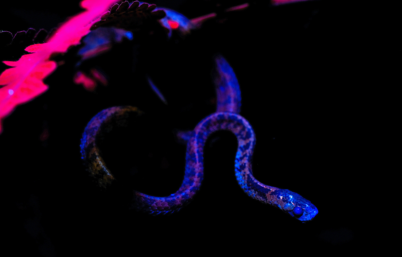 荧光紫外生态微距摄影-瓜哥带你寻找不一样的色彩（图ZMjI4MTExOTQ0） - 风光摄影 - 站酷设计师瓜哥微距摄影原创素材 - 站酷ZCOOL