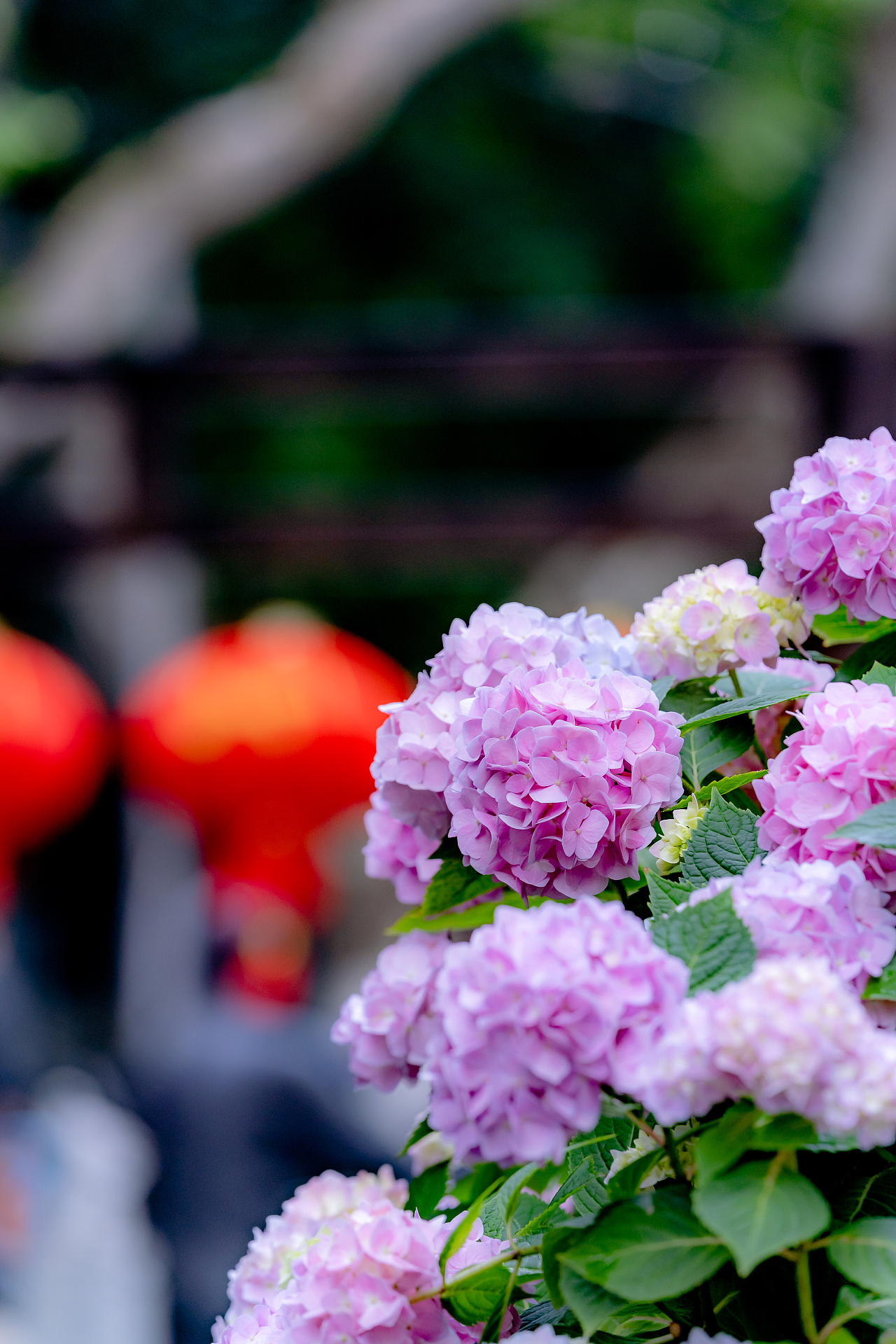 南京·熙南里·绣球花