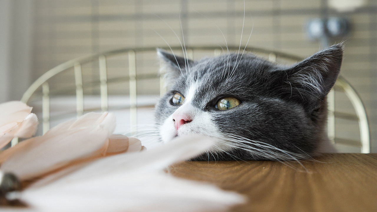 小短腿，就是够不着！（图ZOTI2NzA1NTY=） - 宠物摄影 - 站酷设计师浪野樱花原创素材 - 站酷ZCOOL