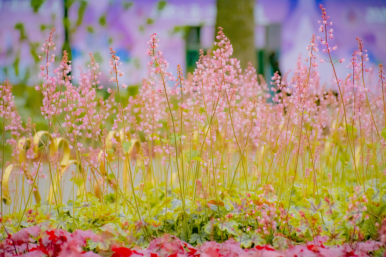 疫情下的植物园