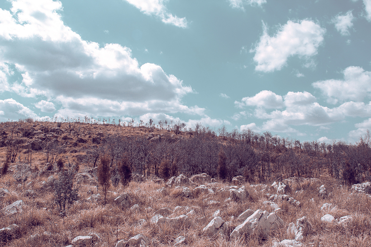 野里 | 姓张的马先生