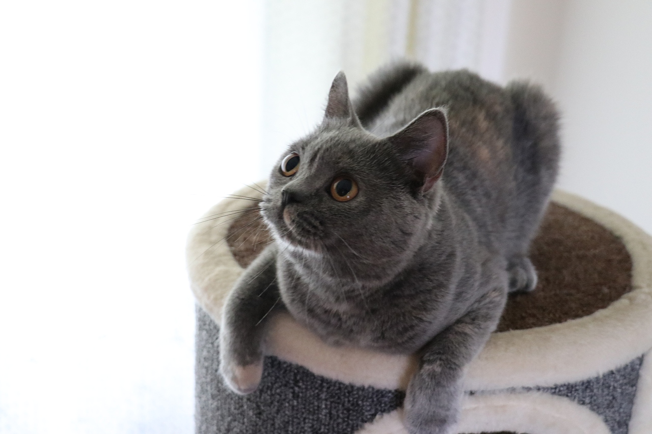 沐米猫舍 种猫MM-英短蓝乳色-阿萝-英国短毛猫