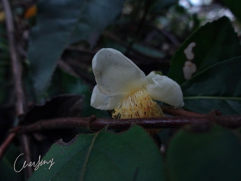 冬天里的茶花