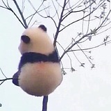 一筐猪猪的头像